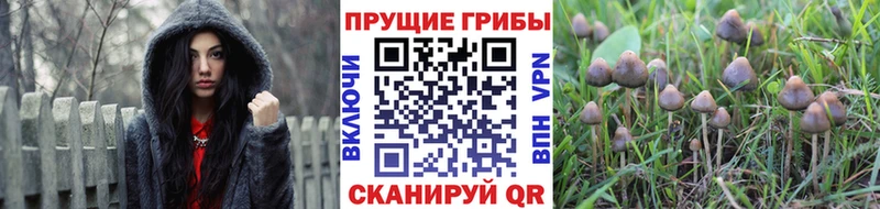 omg сайт  Красновишерск  Псилоцибиновые грибы Magic Shrooms  магазин  наркотиков 